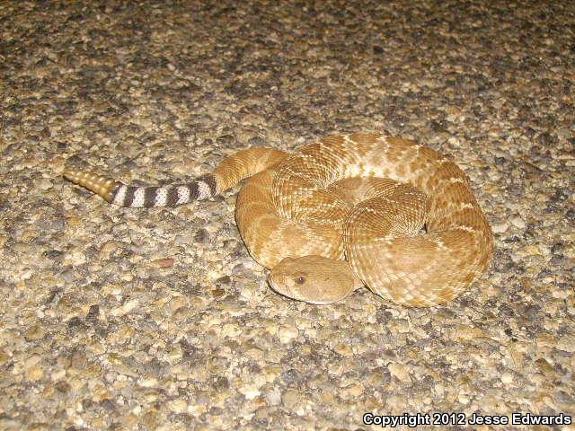 Southern California 2012 - Field Herp Forum