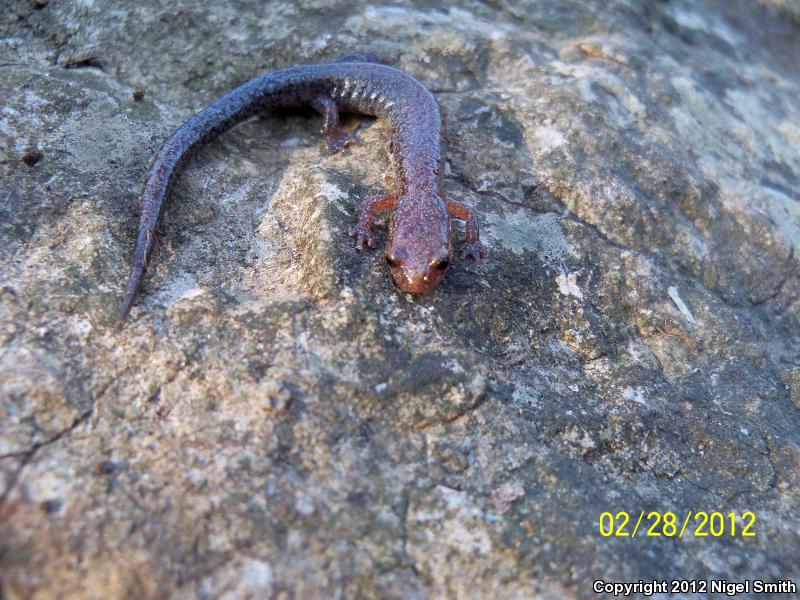 Southern Red-backed Salamander (Plethodon serratus)