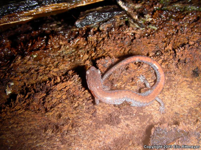 Southern Red-backed Salamander (Plethodon serratus)