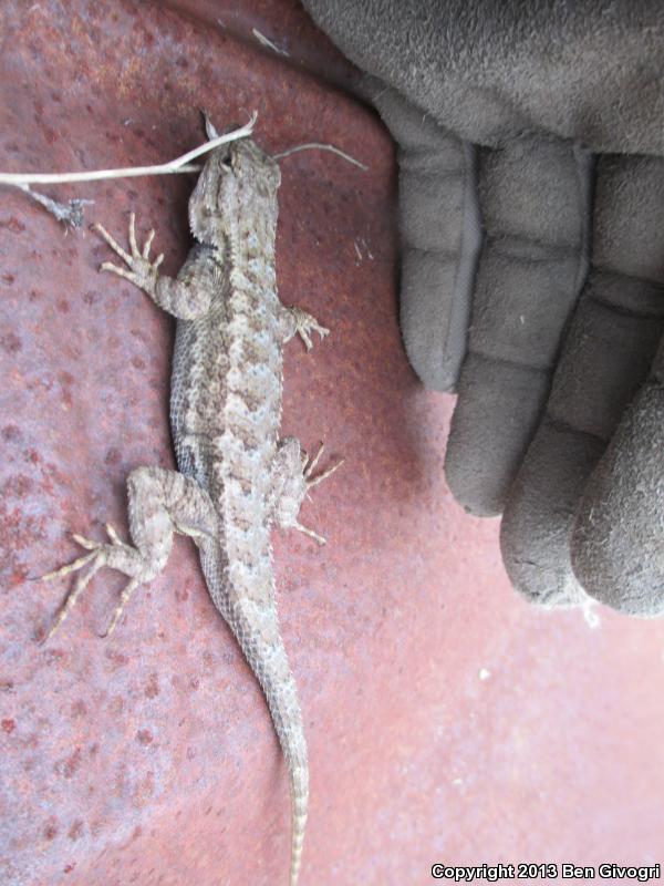 NorthWestern Fence Lizard (Sceloporus occidentalis occidentalis)