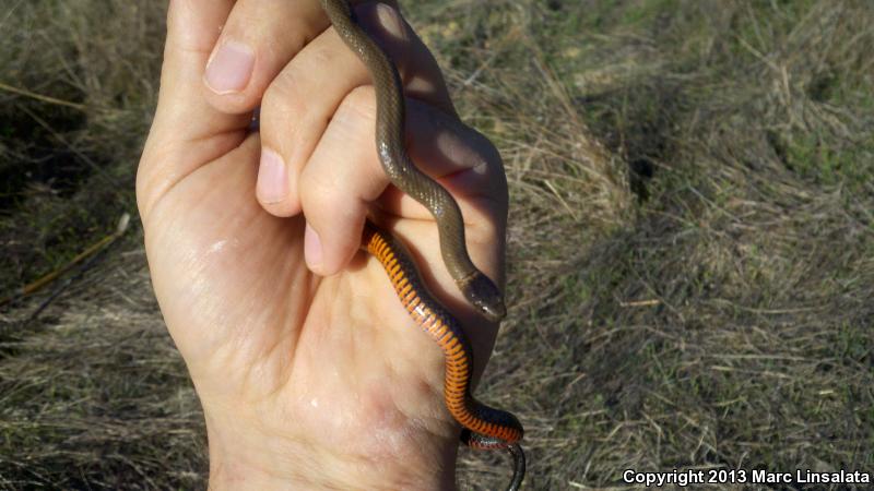 San Bernardino Ring-necked Snake (Diadophis punctatus modestus)