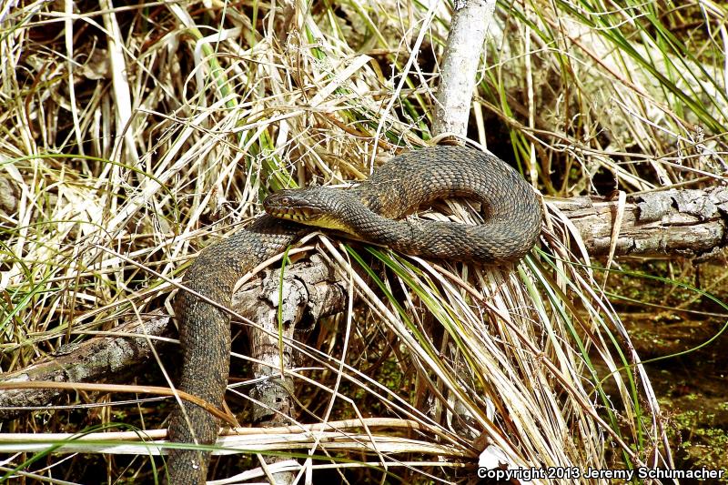 Mississippi Green Watersnake (Nerodia cyclopion)