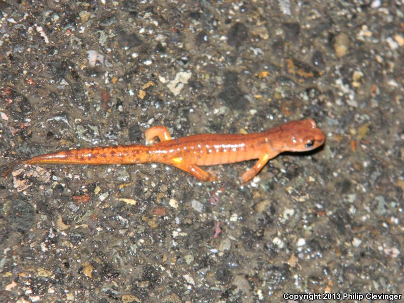 Painted Ensatina (Ensatina eschscholtzii picta)