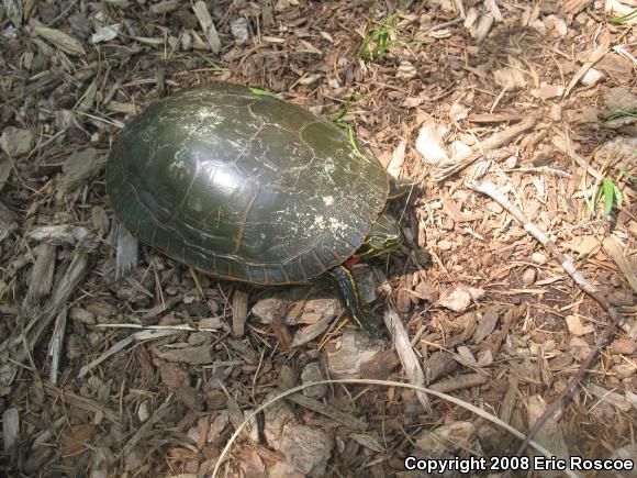 Western Painted Turtle (Chrysemys picta bellii)