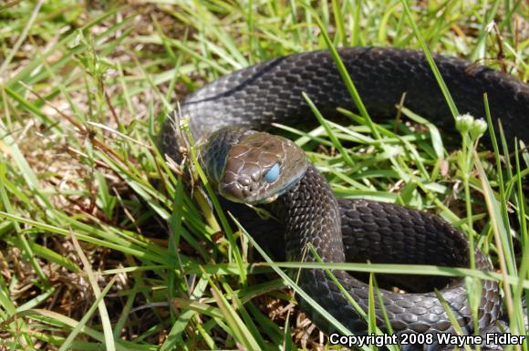 Northern Black Racer (Coluber constrictor constrictor)