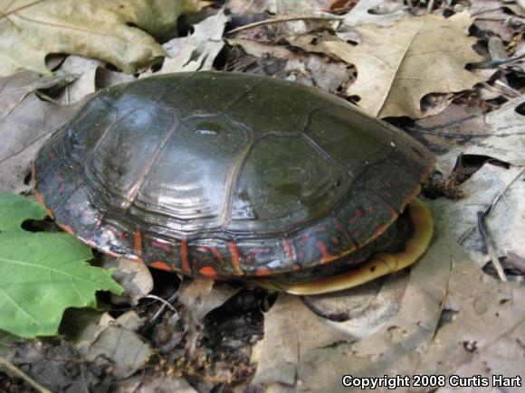 Midland Painted Turtle (Chrysemys picta marginata)