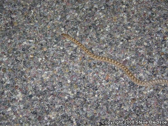 California Glossy Snake (Arizona elegans occidentalis)