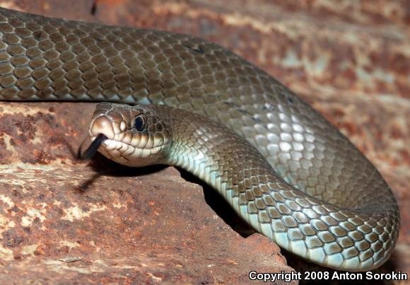 North American Racer (Coluber constrictor)