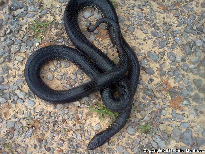 Black Kingsnake (Lampropeltis Getula Nigra)