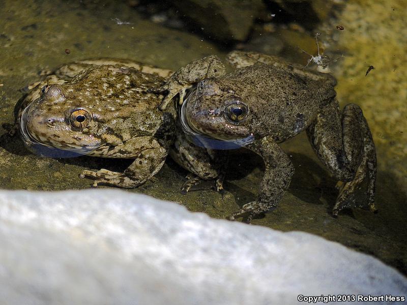 Southern Mountain Yellow-legged Frog (Rana muscosa)