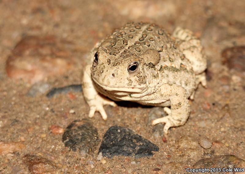 Woodhouse's Toad (Anaxyrus woodhousii woodhousii)