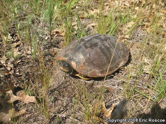 Northern Map Turtle (Graptemys geographica)