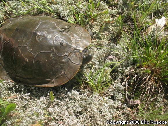 Northern Map Turtle (Graptemys geographica)