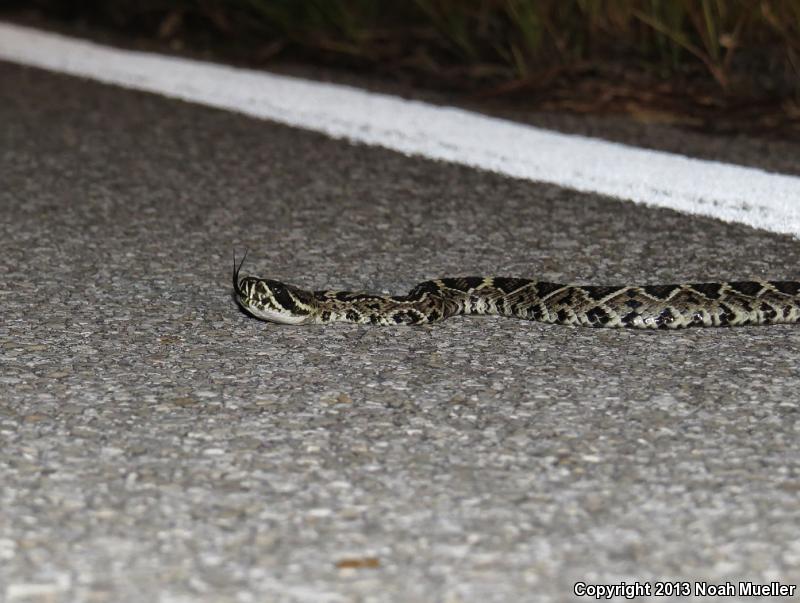 Eastern Diamond-backed Rattlesnake (Crotalus adamanteus)