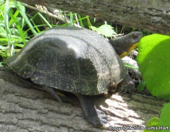 Blanding's Turtle (Emydoidea blandingii)