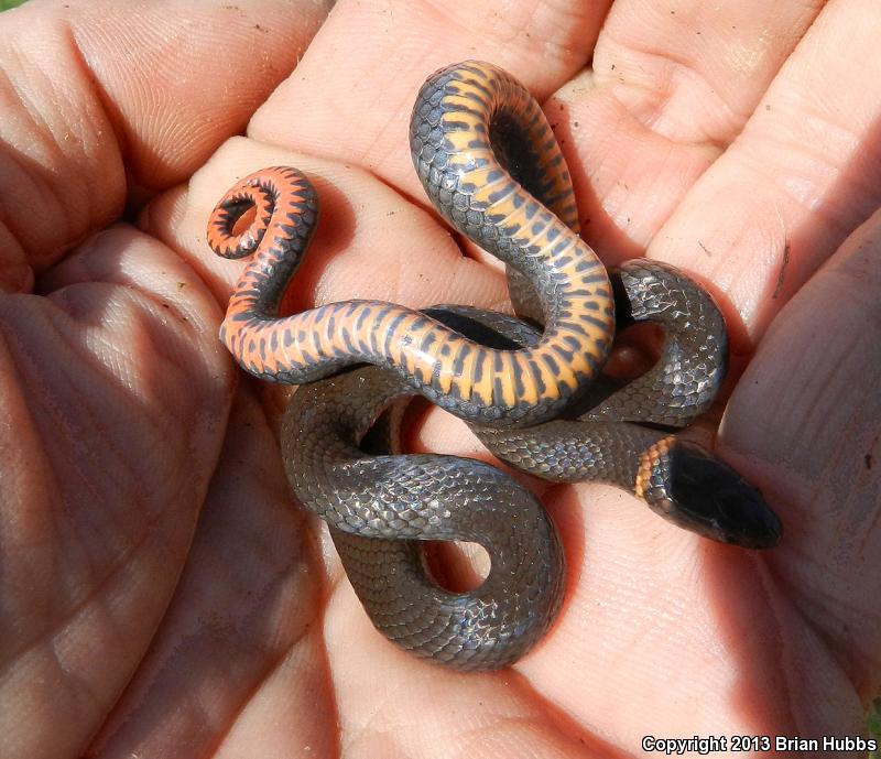 Prairie Ring-necked Snake (Diadophis punctatus arnyi)