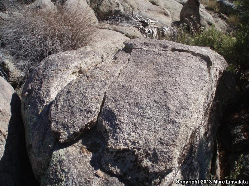 Granite Night Lizard (Xantusia henshawi)