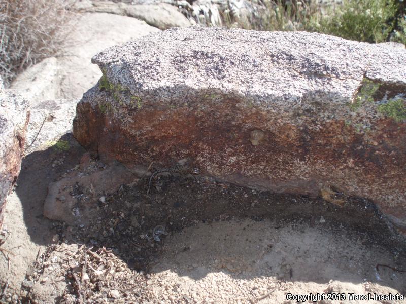 Granite Night Lizard (Xantusia henshawi)