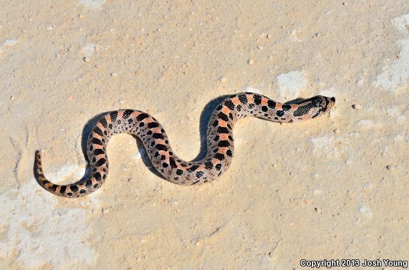 Southern Hog-nosed Snake (Heterodon simus)