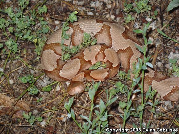 Copperhead (Agkistrodon contortrix)