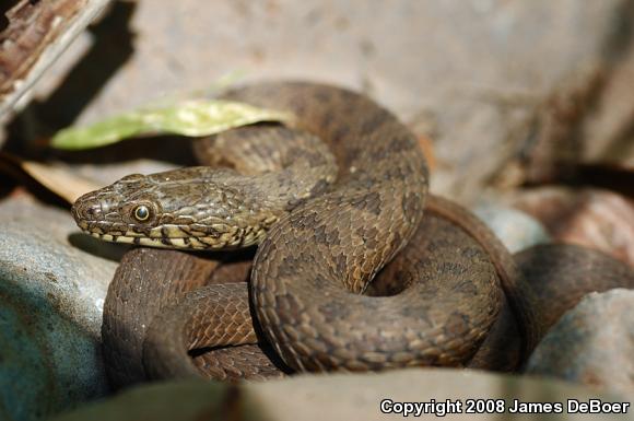 Narrow-headed Gartersnake (Thamnophis rufipunctatus)