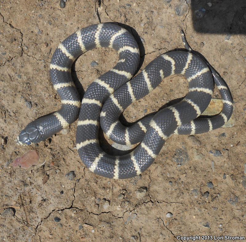 California Kingsnake (Lampropeltis getula californiae)