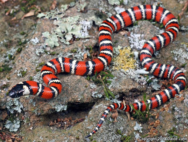 Coast Mountain Kingsnake (Lampropeltis zonata multifasciata)