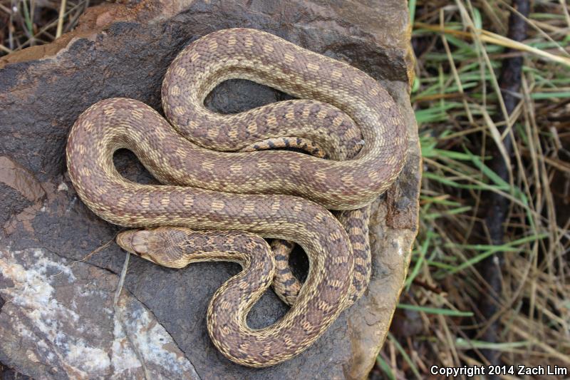 Field Herp Forum • View topic - March 2014- San Francisco Bay Area ...