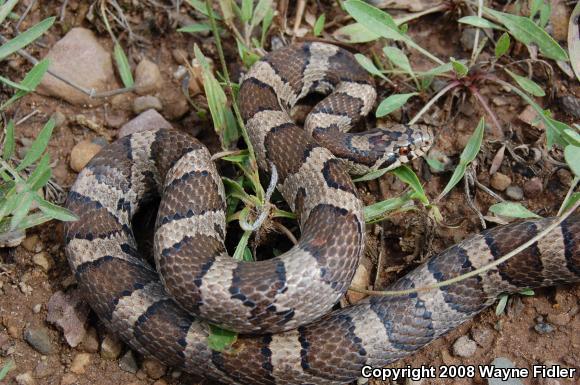 Eastern Milksnake (Lampropeltis triangulum triangulum)