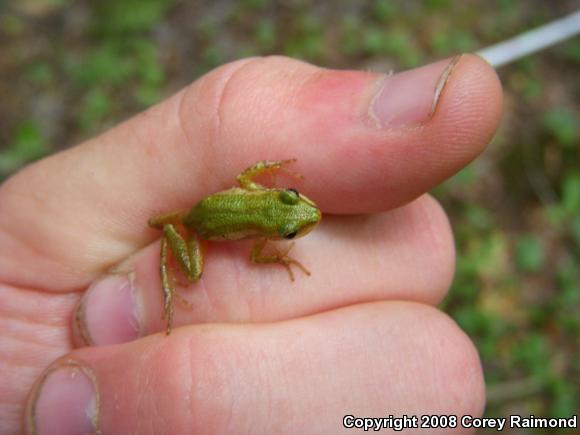 Boreal Chorus Frog (Pseudacris maculata)