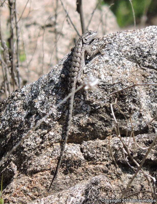 Great Basin Fence Lizard (Sceloporus occidentalis longipes)