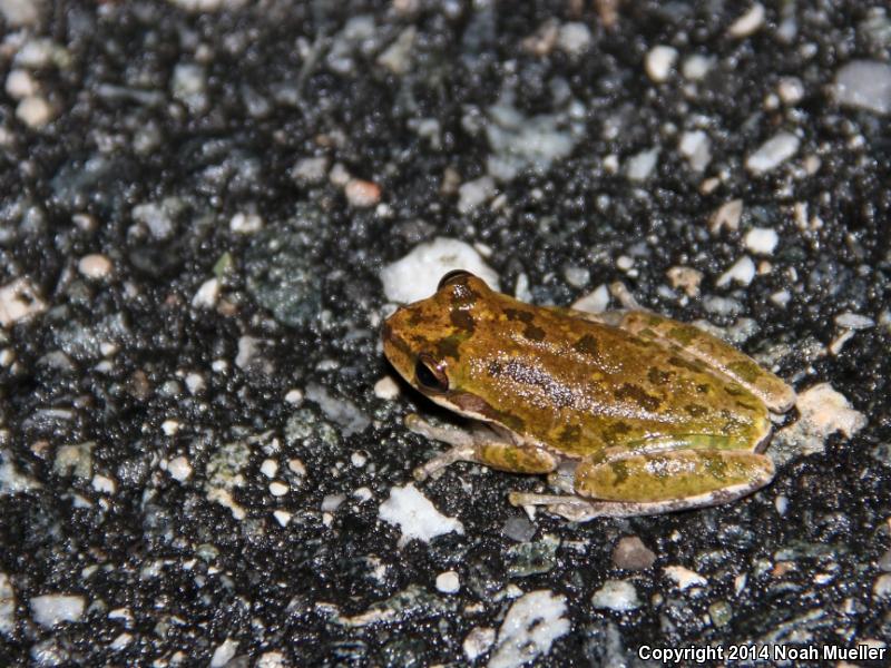 Squirrel Treefrog (Hyla squirella)