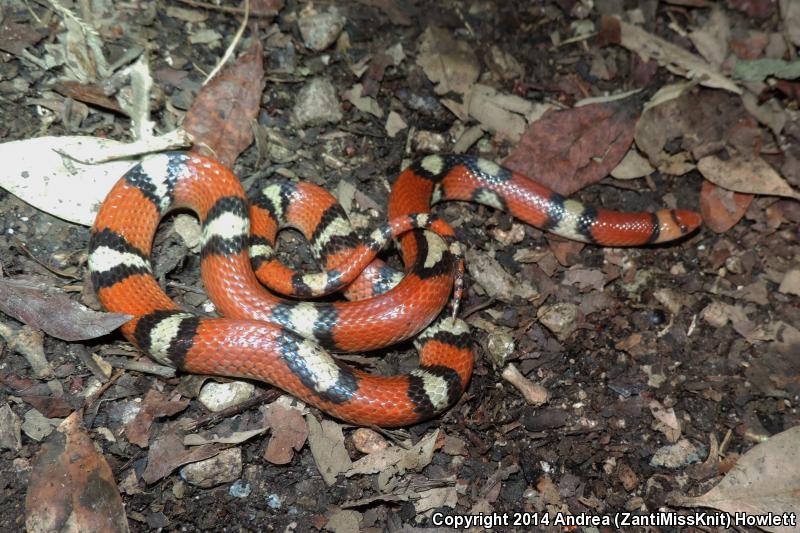 Scarletsnake (Cemophora coccinea)