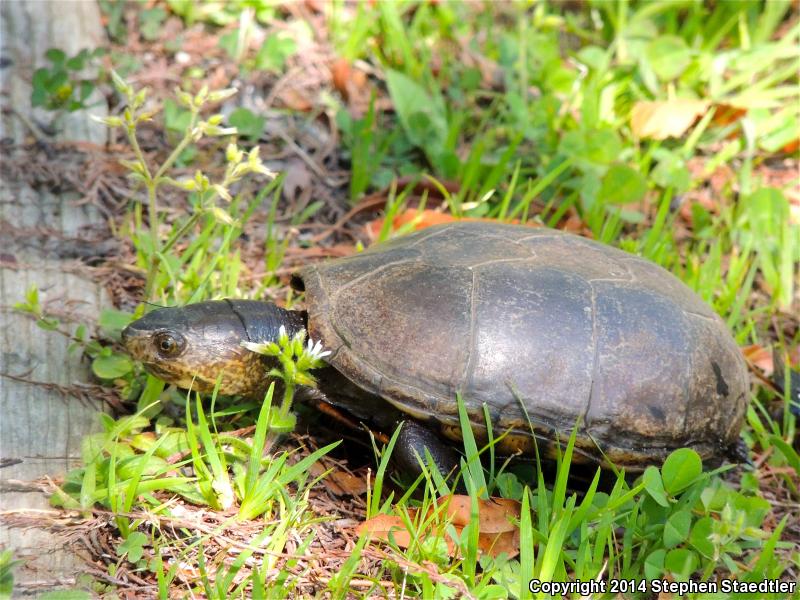 Eastern Mud Turtle (Kinosternon subrubrum)