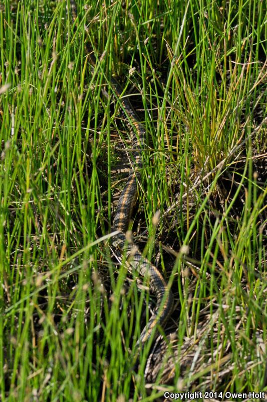 Diablo Gartersnake (Thamnophis atratus zaxanthus)