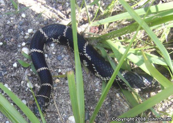 Eastern Kingsnake (Lampropeltis getula getula)