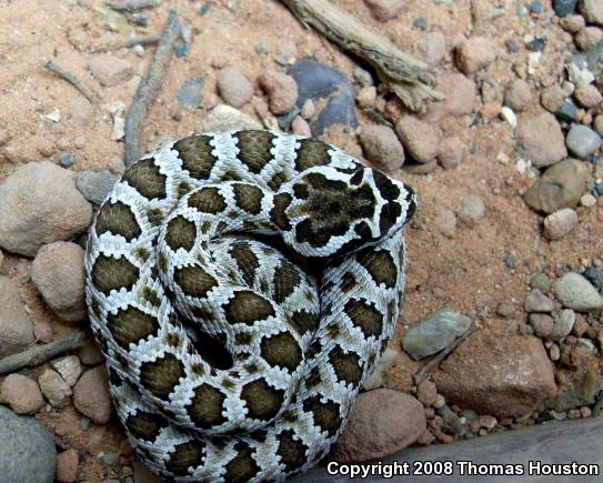 Grand Canyon Rattlesnake (Crotalus oreganus abyssus)