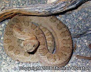 Midget Faded Rattlesnake (Crotalus oreganus concolor)