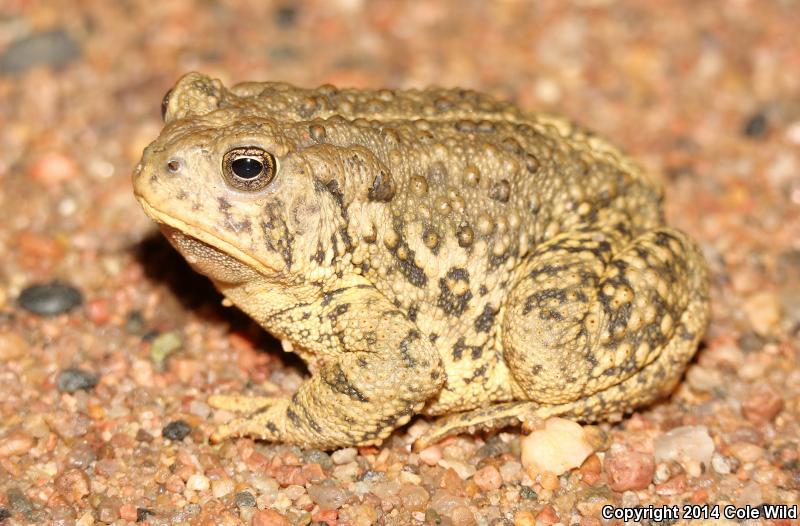 Woodhouse's Toad (Anaxyrus woodhousii woodhousii)