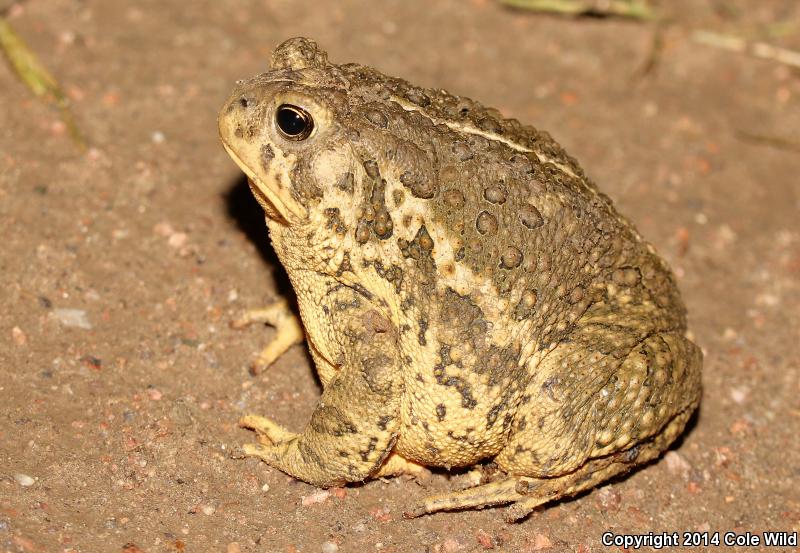 Woodhouse's Toad (Anaxyrus woodhousii woodhousii)