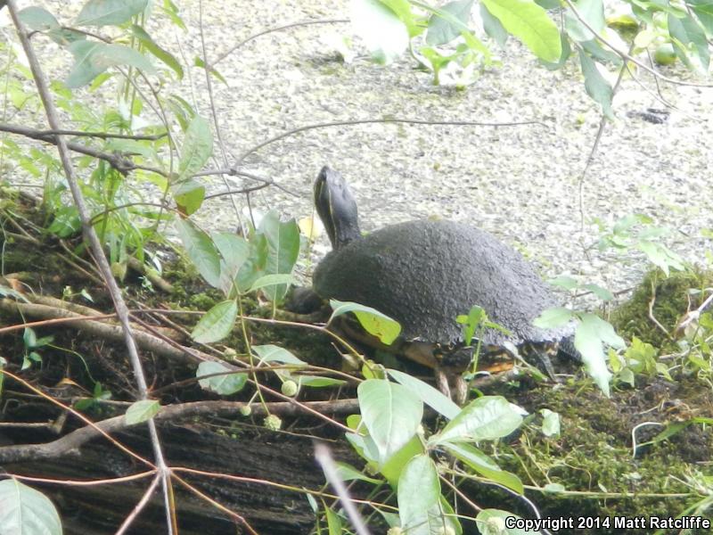 Peninsula Cooter (Pseudemys peninsularis)