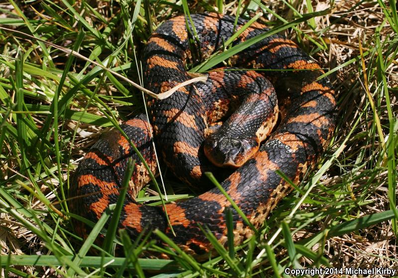 Eastern Hog-nosed Snake (Heterodon platirhinos)