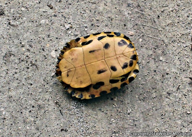 Yellow-bellied Slider (Trachemys scripta scripta)