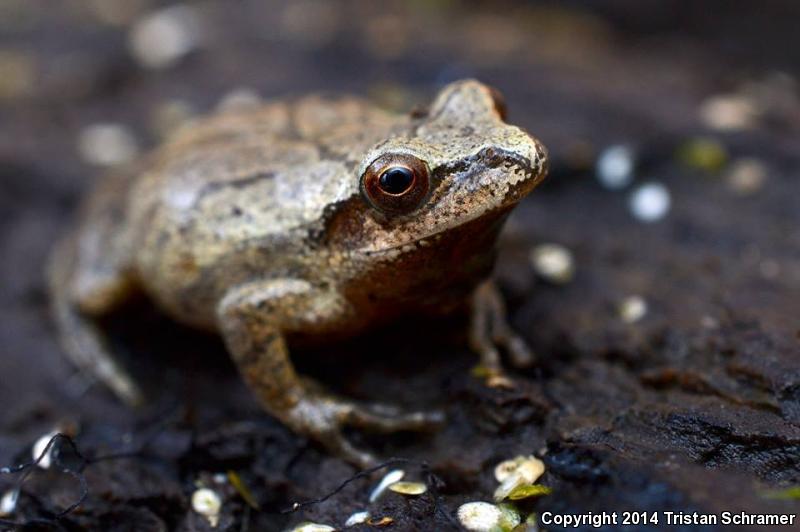 Spring Peeper (Pseudacris crucifer)