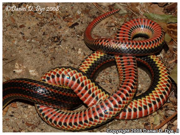 Common Rainbow Snake (Farancia erytrogramma erytrogramma)