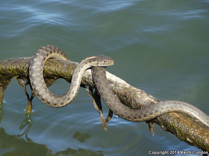 Sierra Gartersnake (Thamnophis couchii)