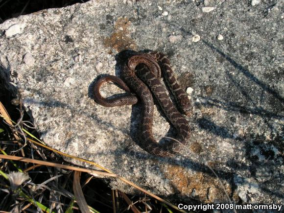 Eastern Yellow-bellied Racer (Coluber constrictor flaviventris)