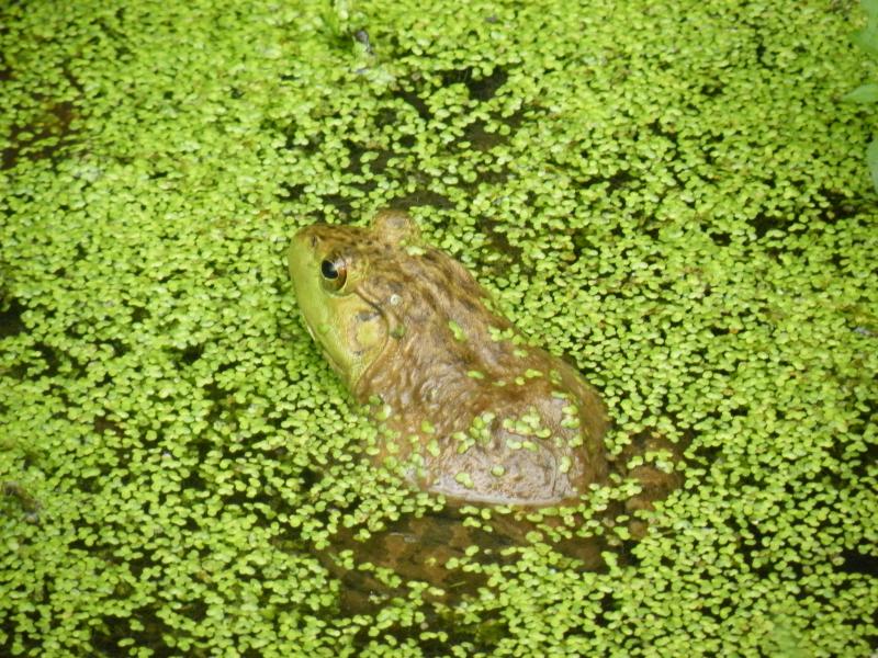 American Bullfrog (Lithobates catesbeianus)