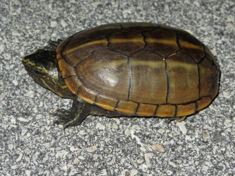 Striped Mud Turtle (Kinosternon baurii)