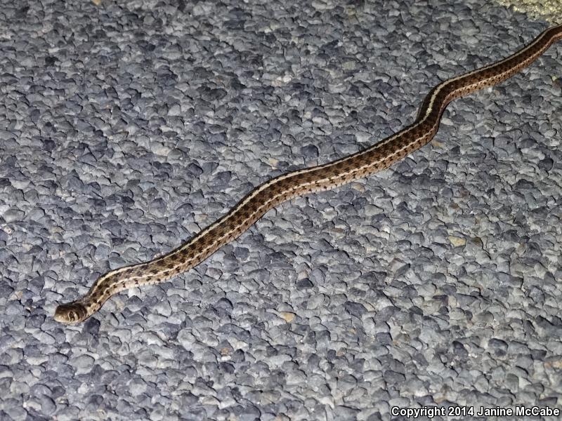 Checkered Gartersnake (Thamnophis marcianus)